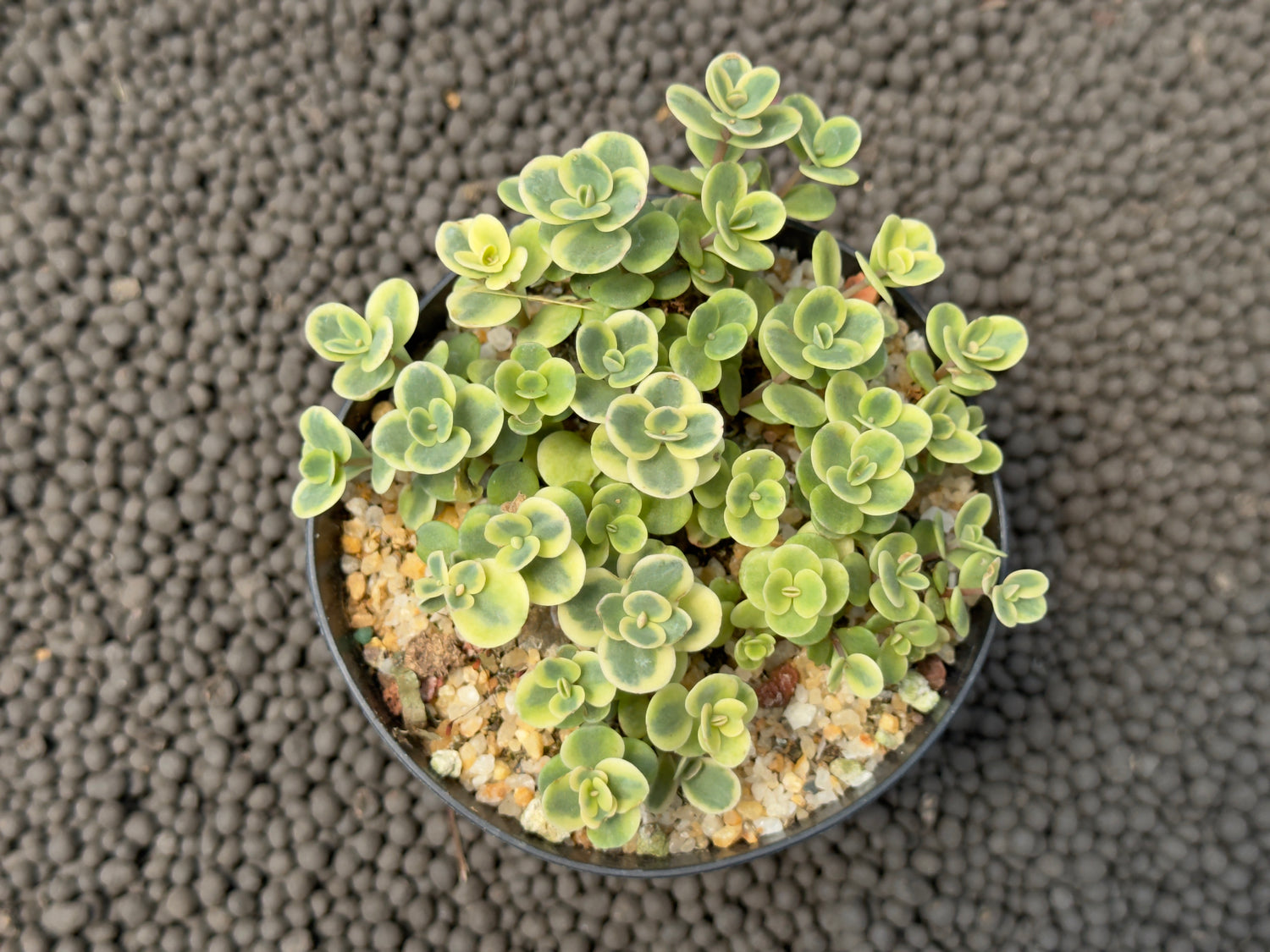 Variegated Sedum Lime Twister Succulent Plant