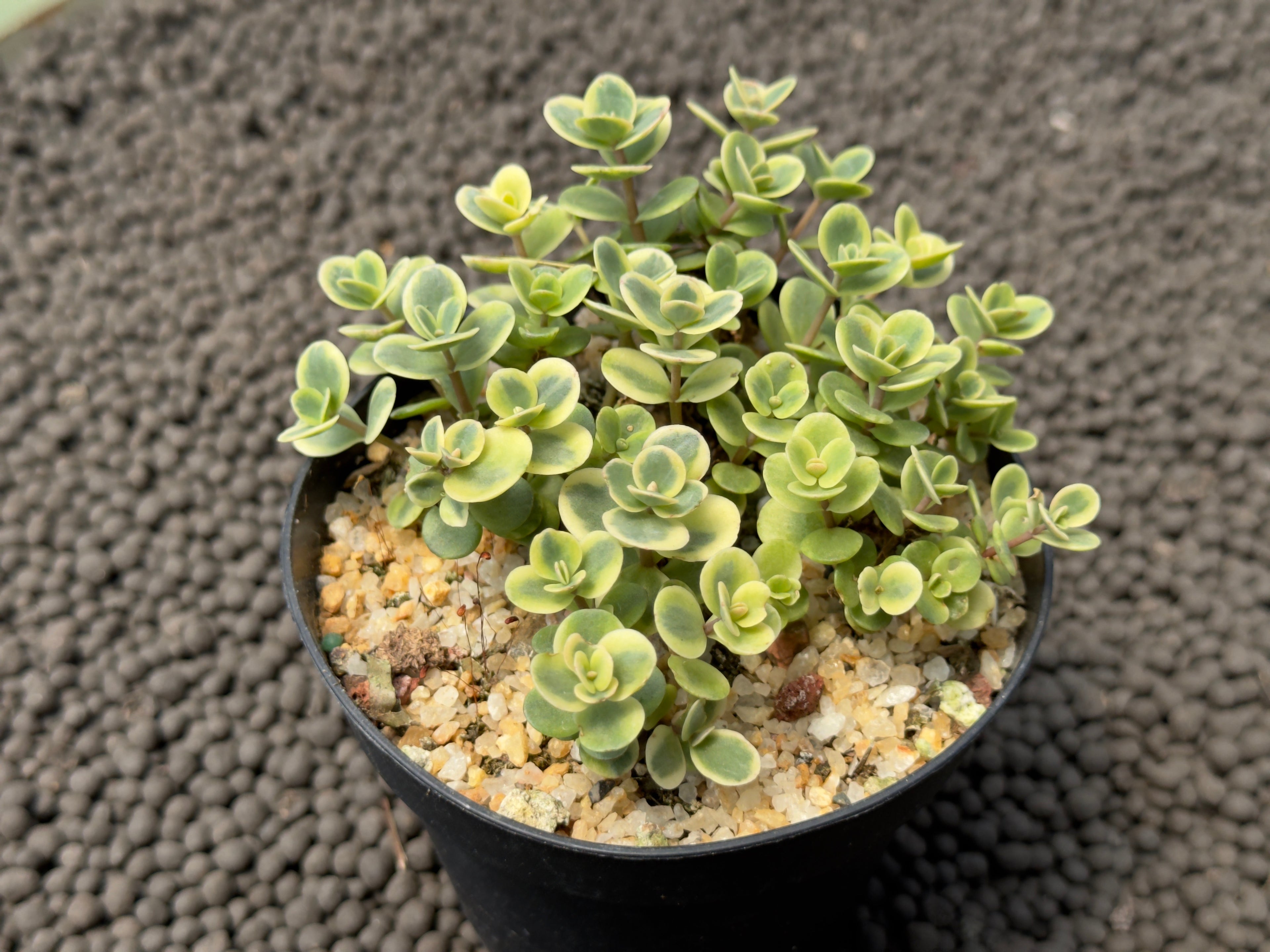 Variegated Sedum Lime Twister Succulent Plant