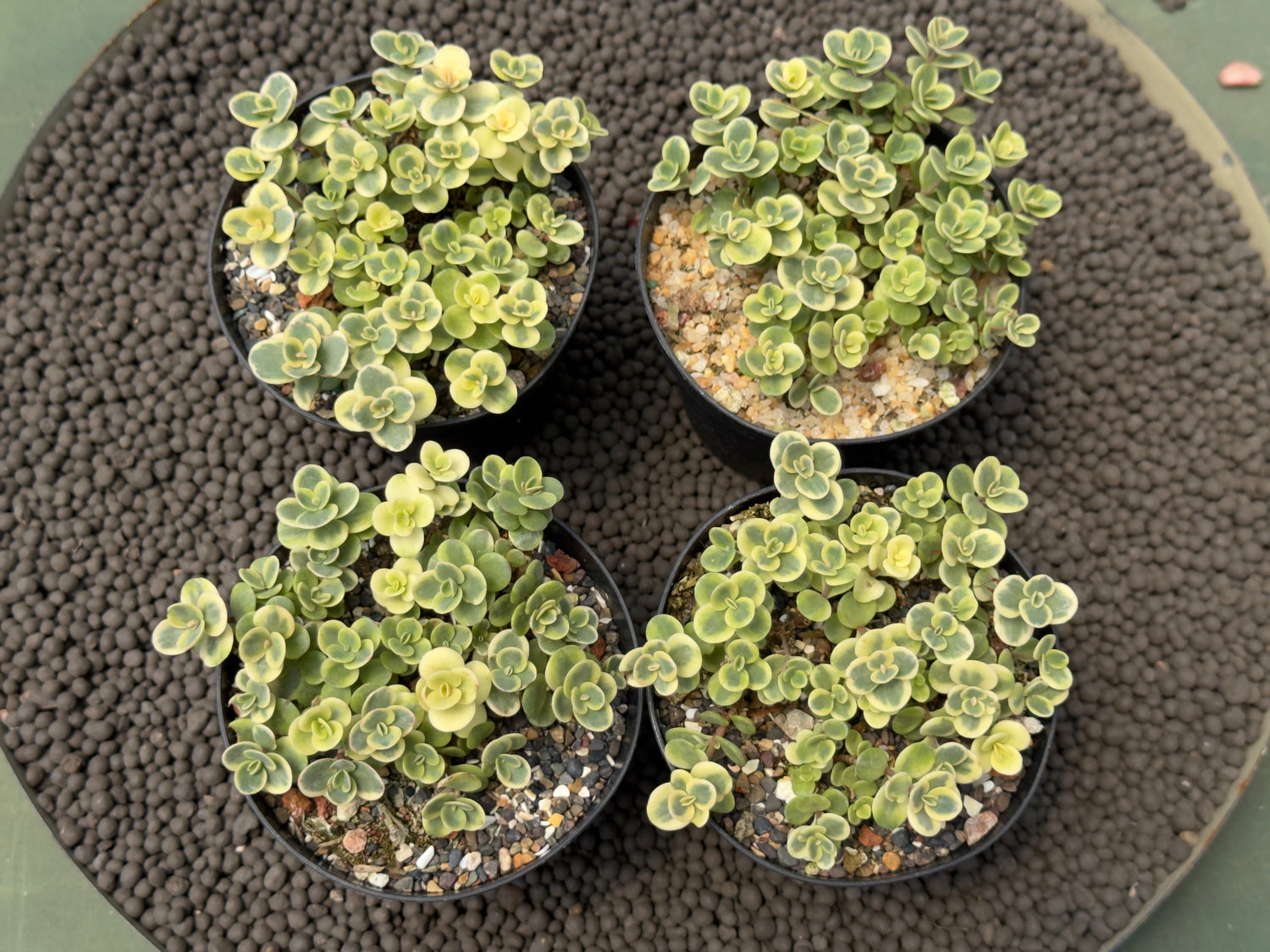 Variegated Sedum Lime Twister Succulent Plant