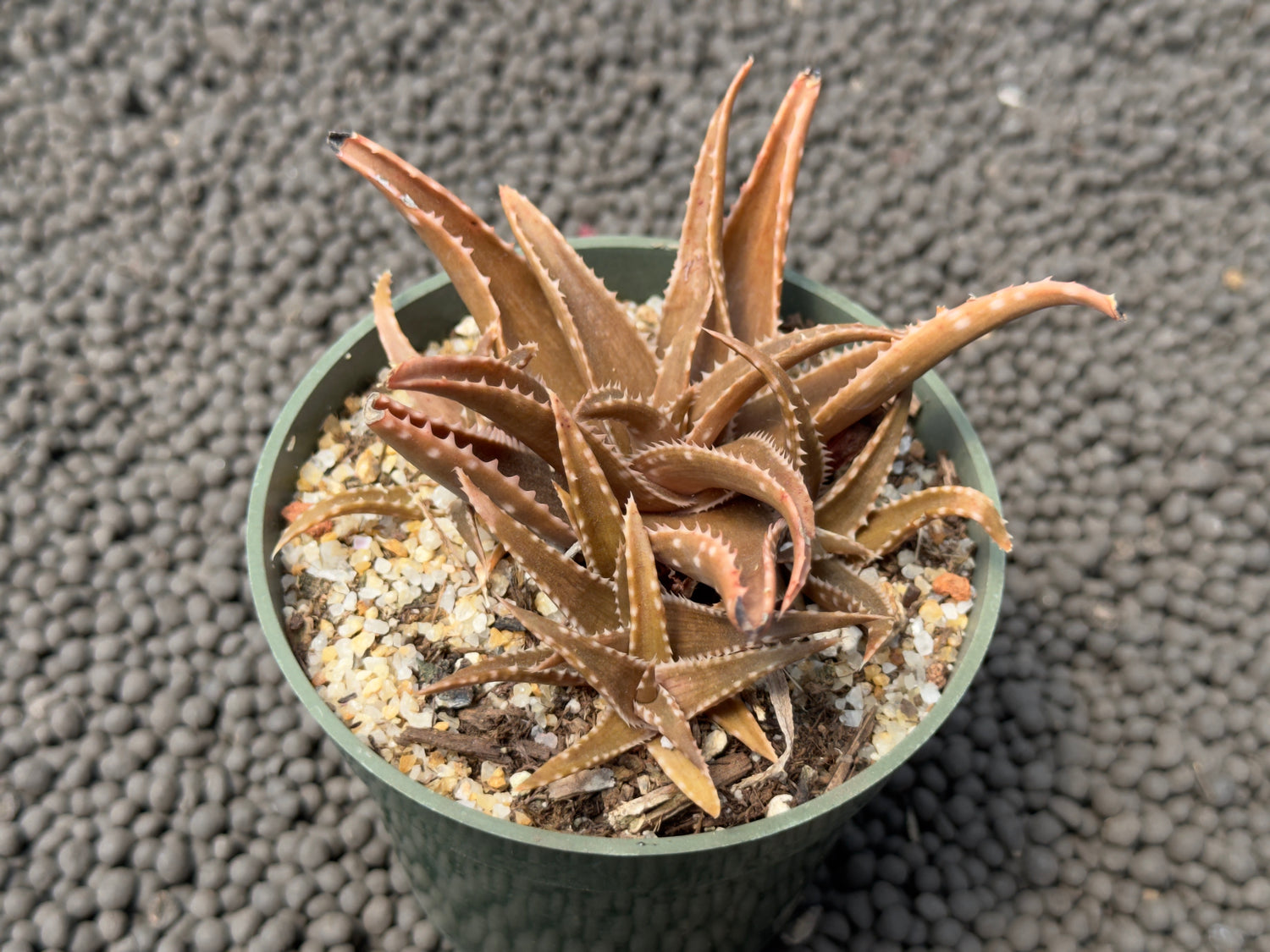 Aloe Espresso Succulent Plant