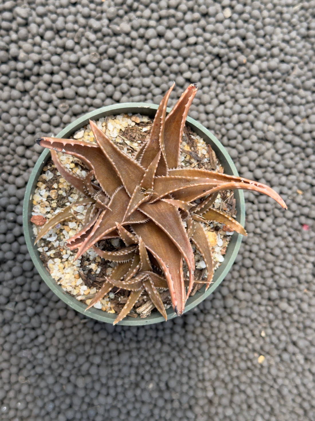 Aloe Espresso Succulent Plant