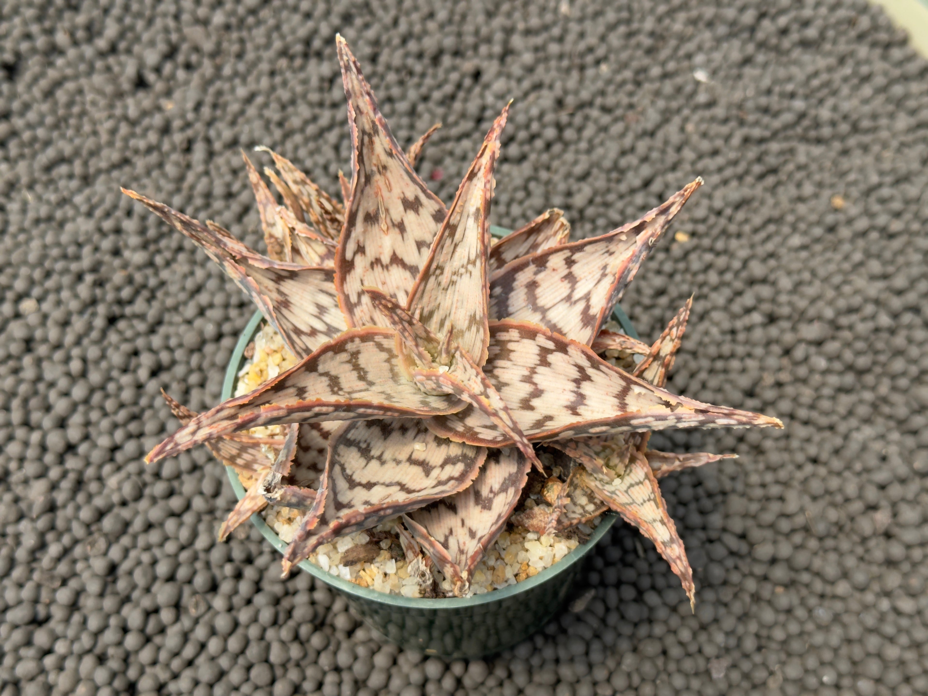 Aloe hybrid Succulent Plant