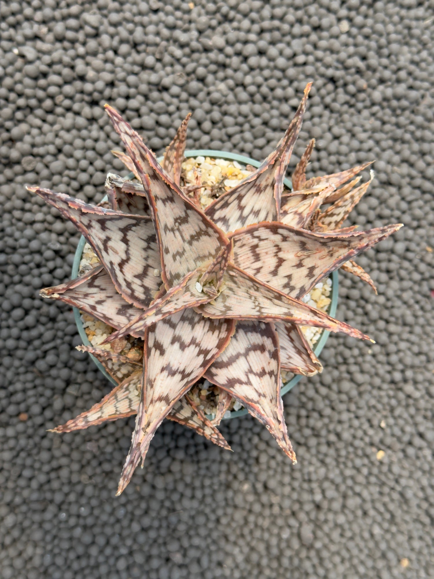 Aloe hybrid Succulent Plant