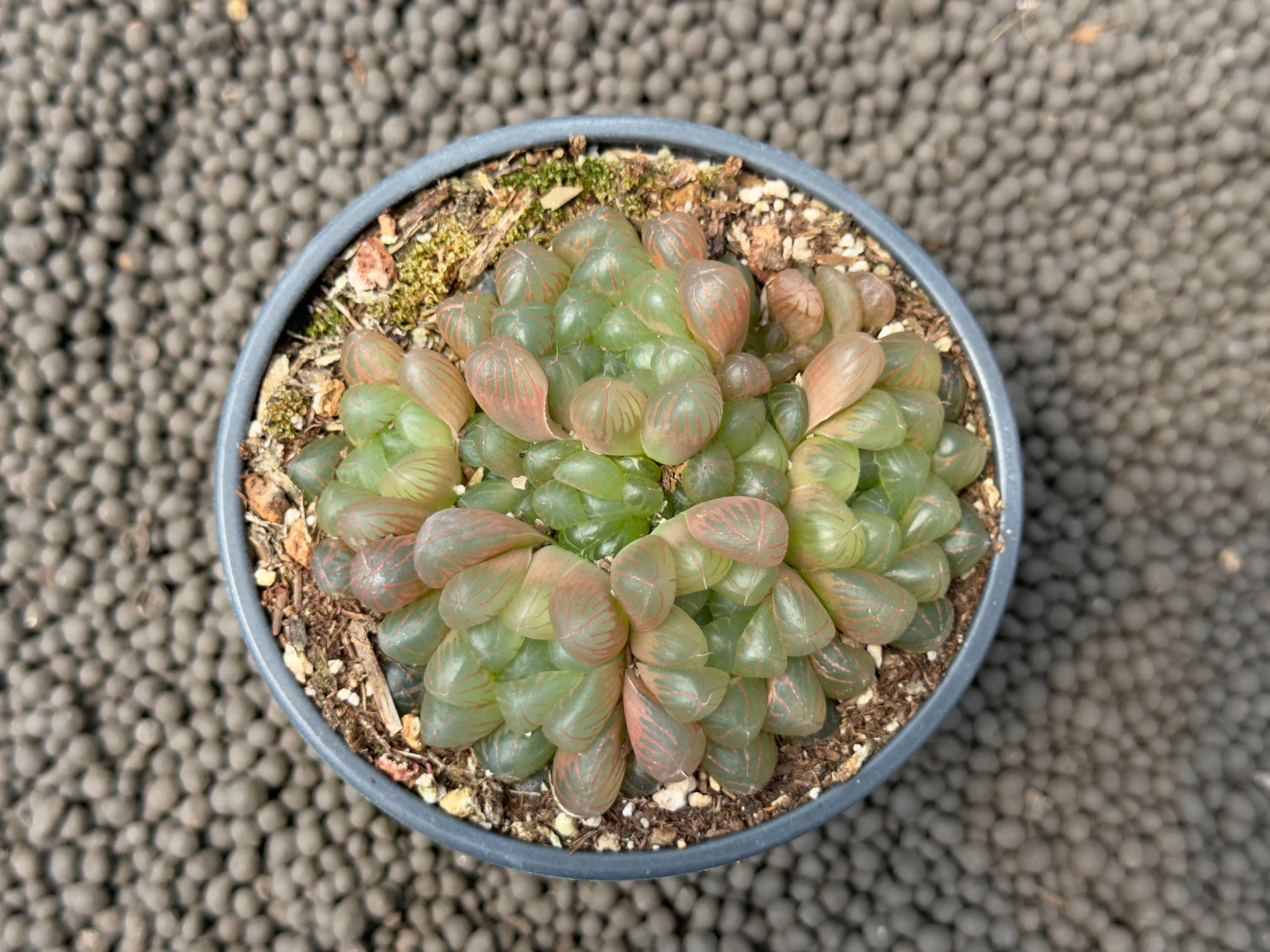 Haworthia cooperi Obtusa Succulent Plant