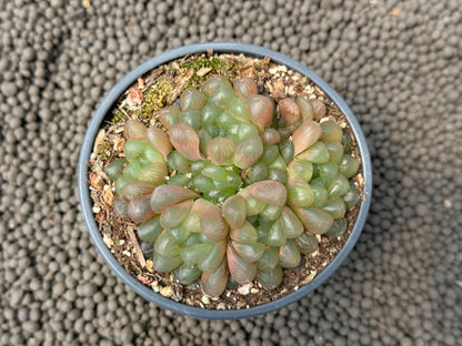 Haworthia cooperi Obtusa Succulent Plant