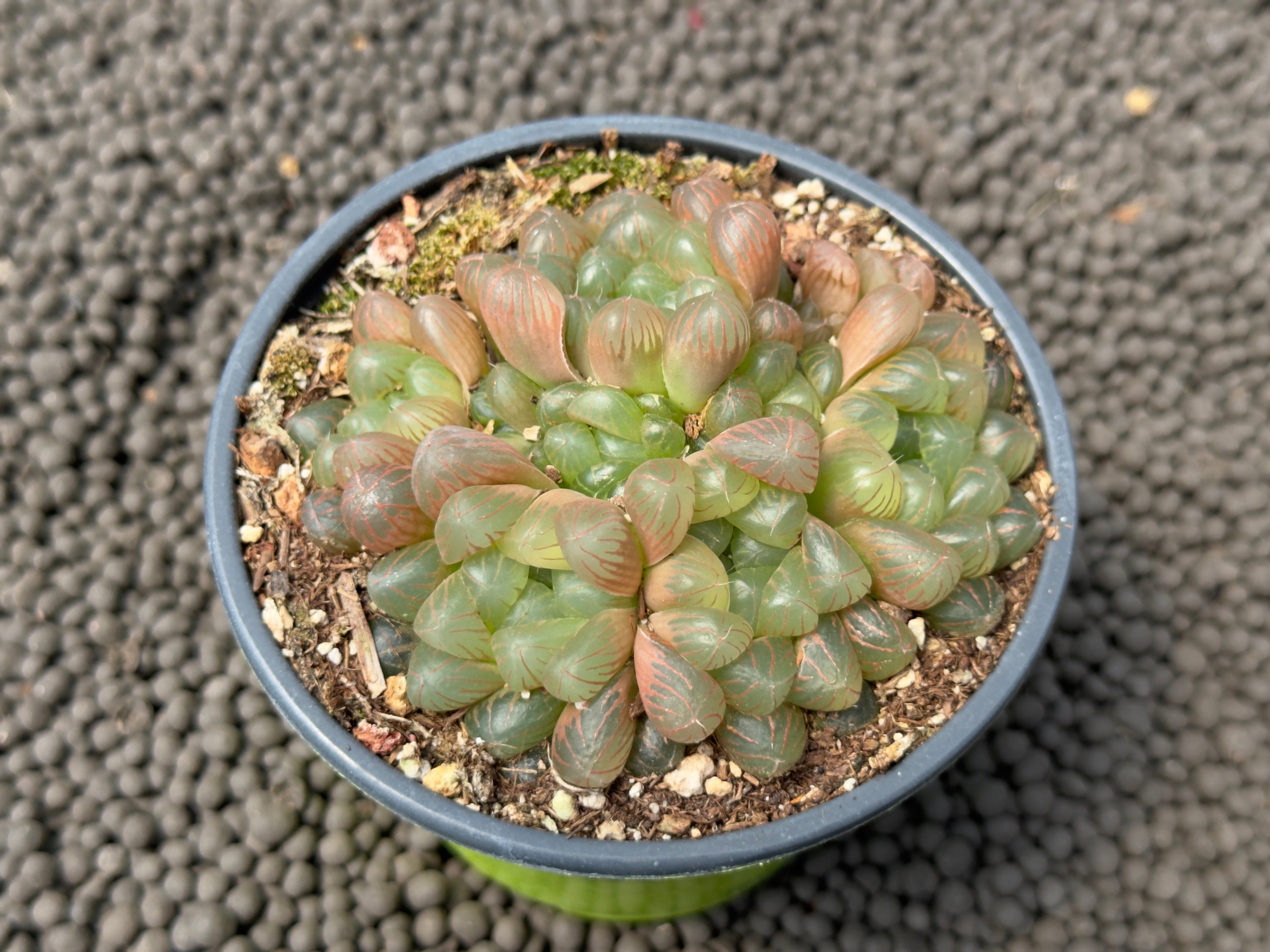 Haworthia cooperi Obtusa Succulent Plant