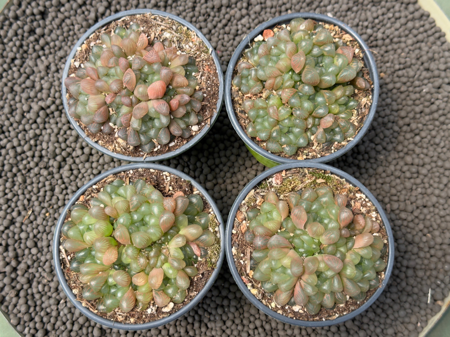 Haworthia cooperi Obtusa Succulent Plant