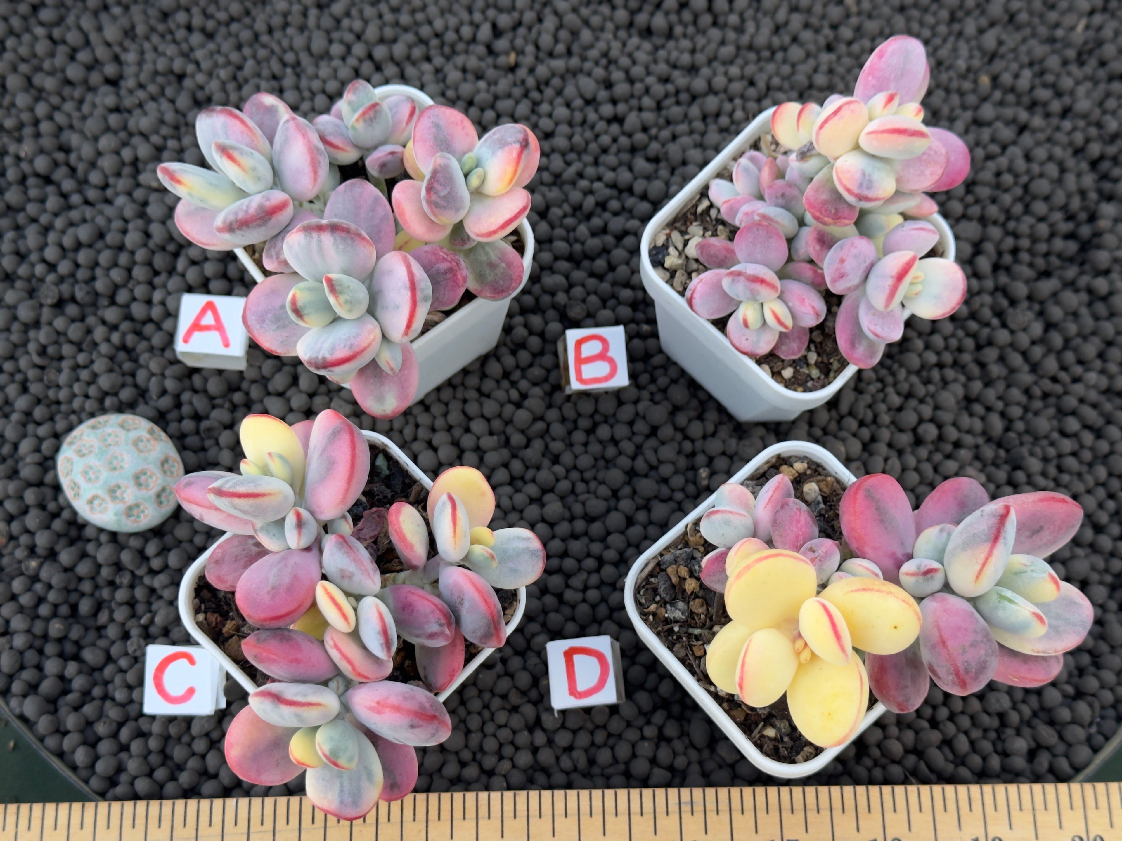 Variegated Cotyledon orbiculata Korean Succulent Plant