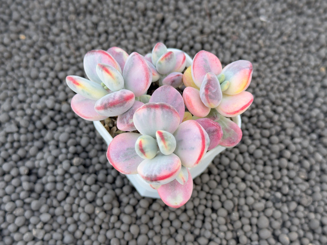 Variegated Cotyledon orbiculata Korean Succulent Plant