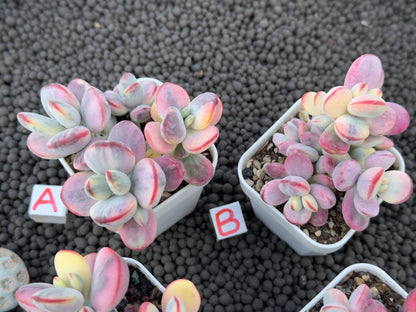 Variegated Cotyledon orbiculata Korean Succulent Plant