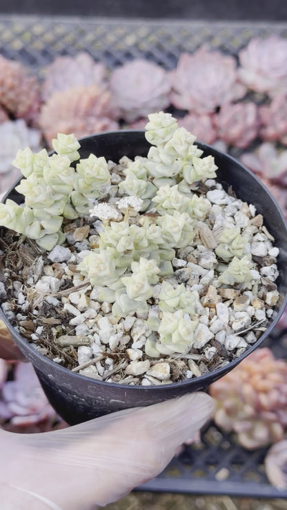 Variegated Crassula Pastel Succulent Plant