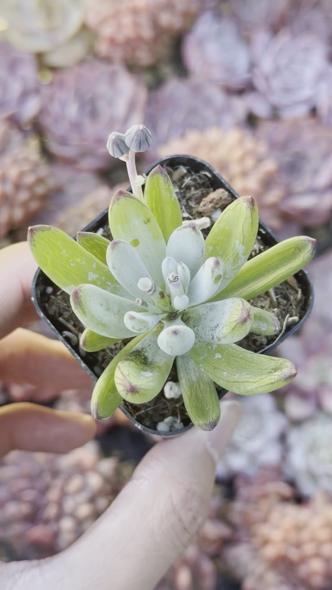 Curio Repens Succulent Plant