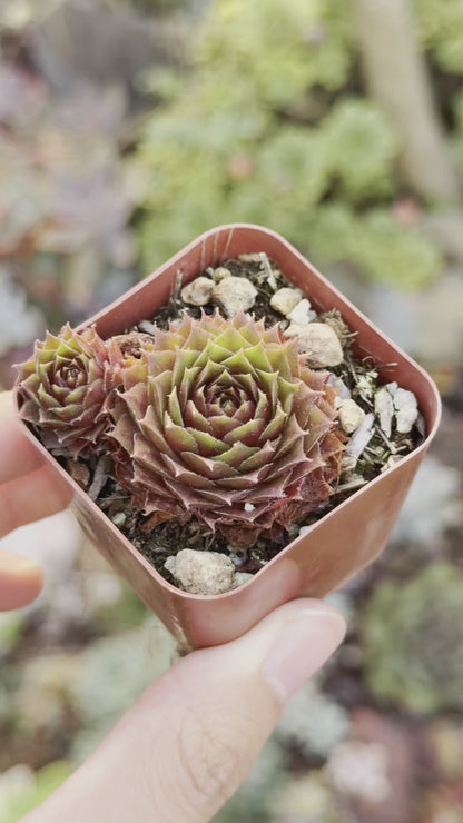 Sempervivum Red Rubin Succulent Plant