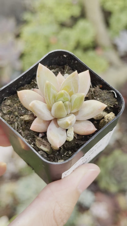 Pachyveria Bea Faceted Succulent Plant