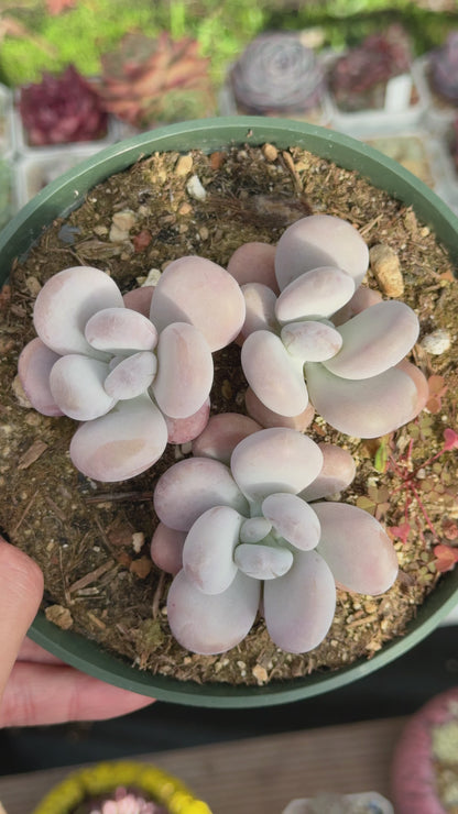 Pachyphytum oviferum Succulent Plant