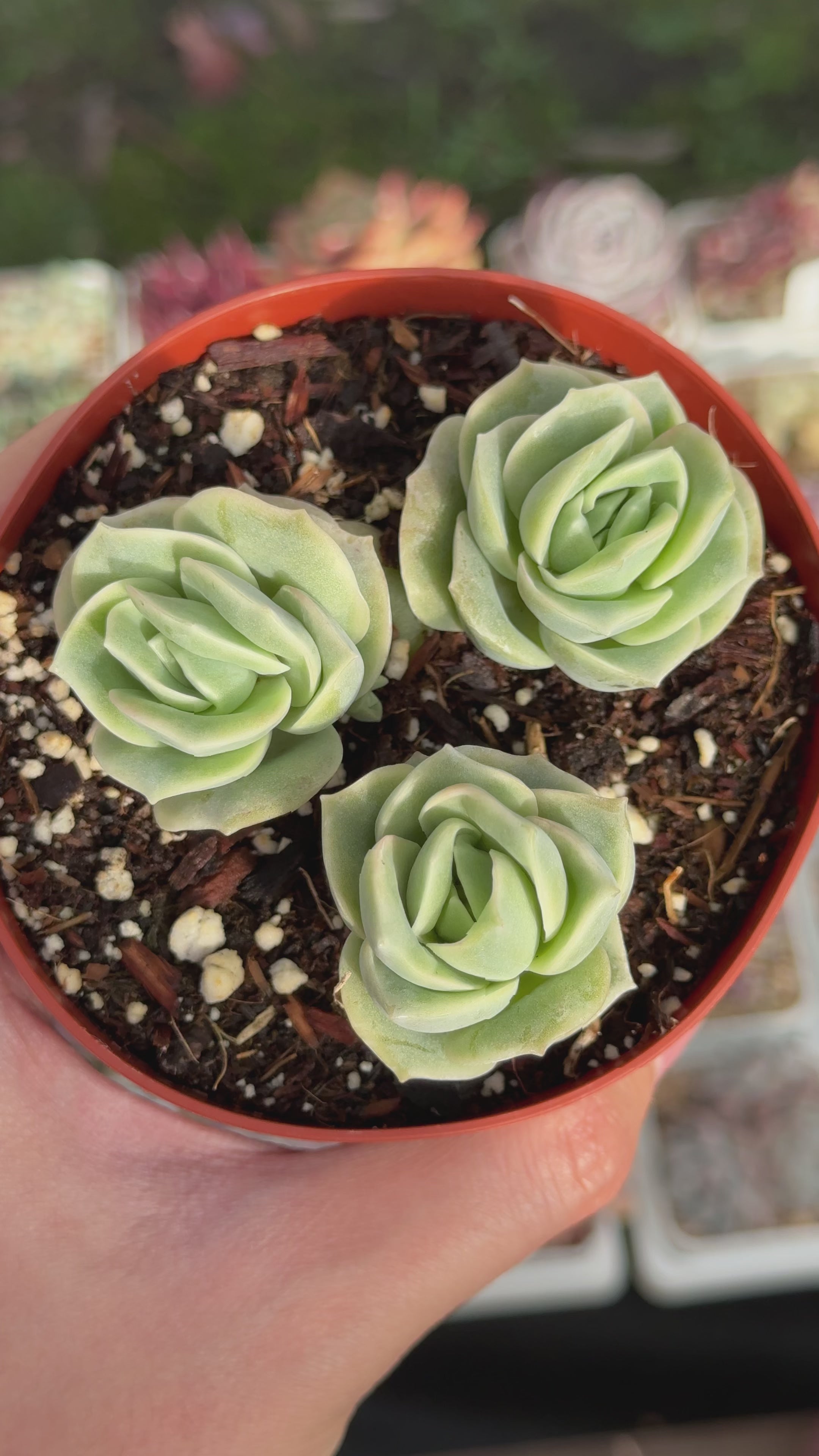 Graptoveria Lovely Rose Succulent Plant