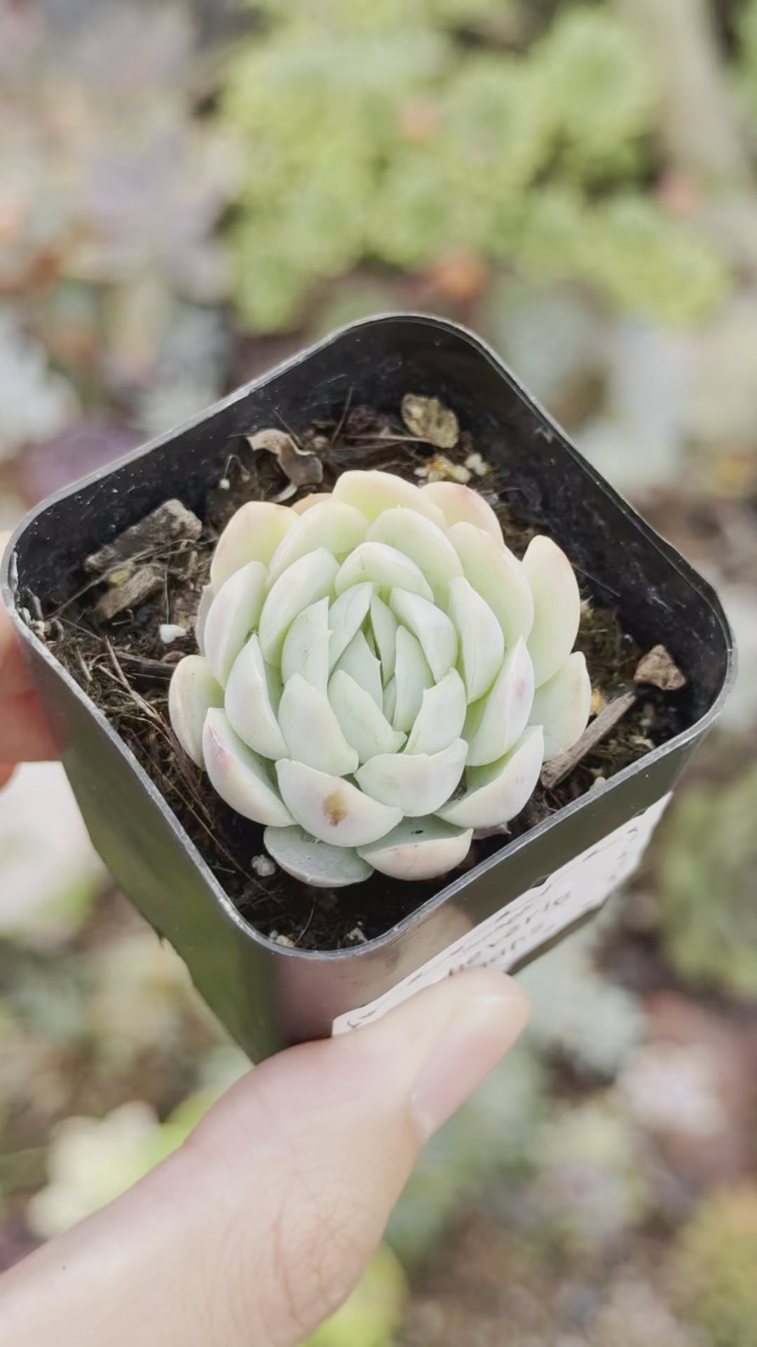 Echeveria elegans Mexican Snow Ball Succulent Plant