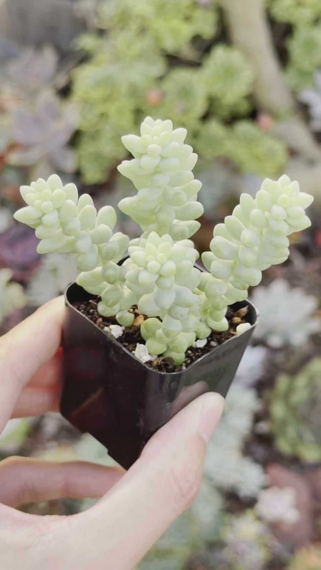 Sedum Burrito Succulent Plant