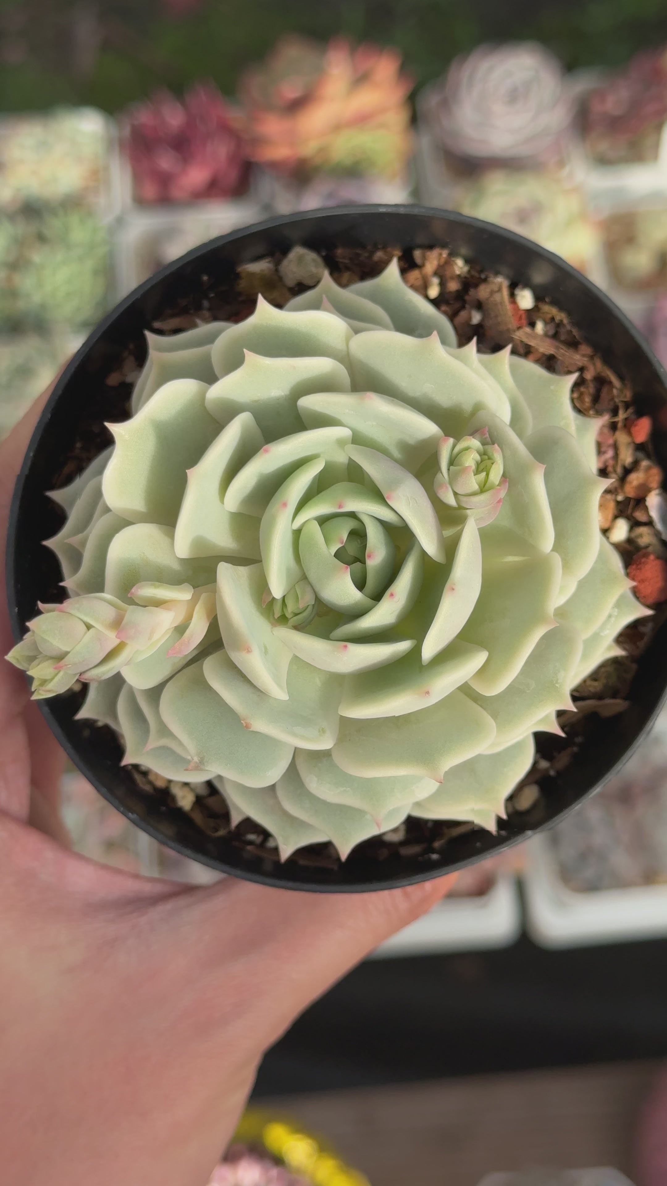 Echeveria Lola Succulent Plant