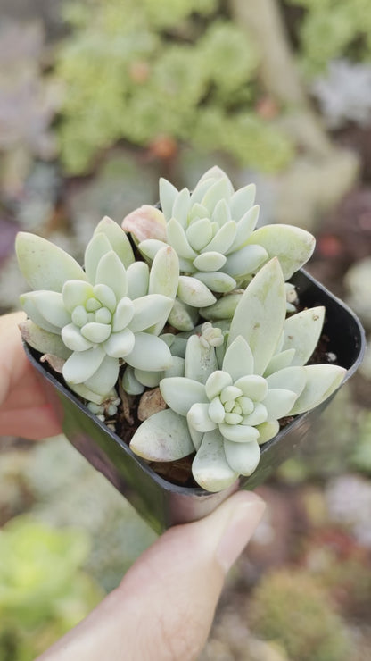 Sedeveria Blue Burrito Succulent Plant