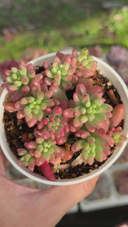 Variegated Sedum Aurora Succulent Plant