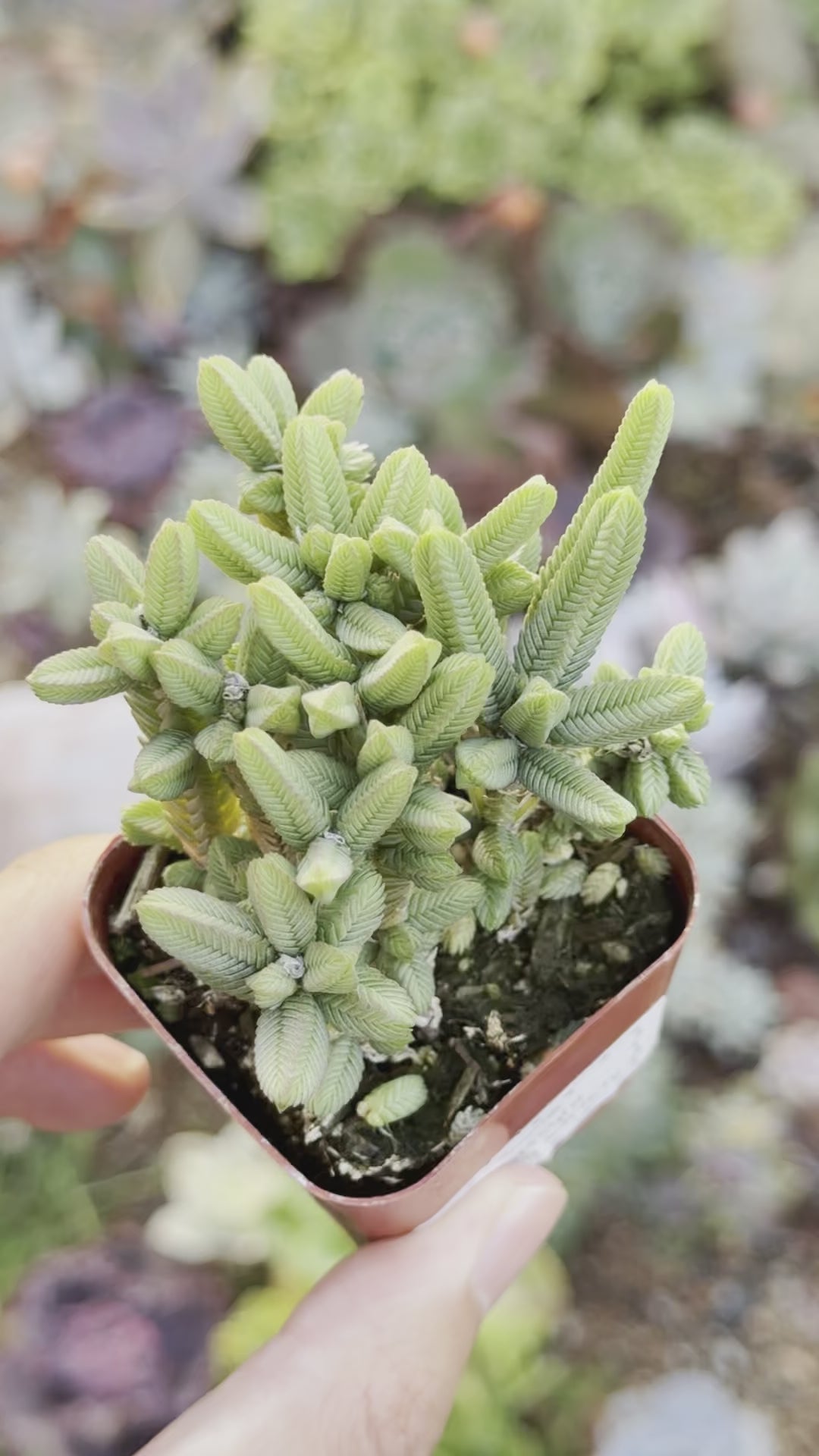 Crassula Watch Chain Succulent Plant