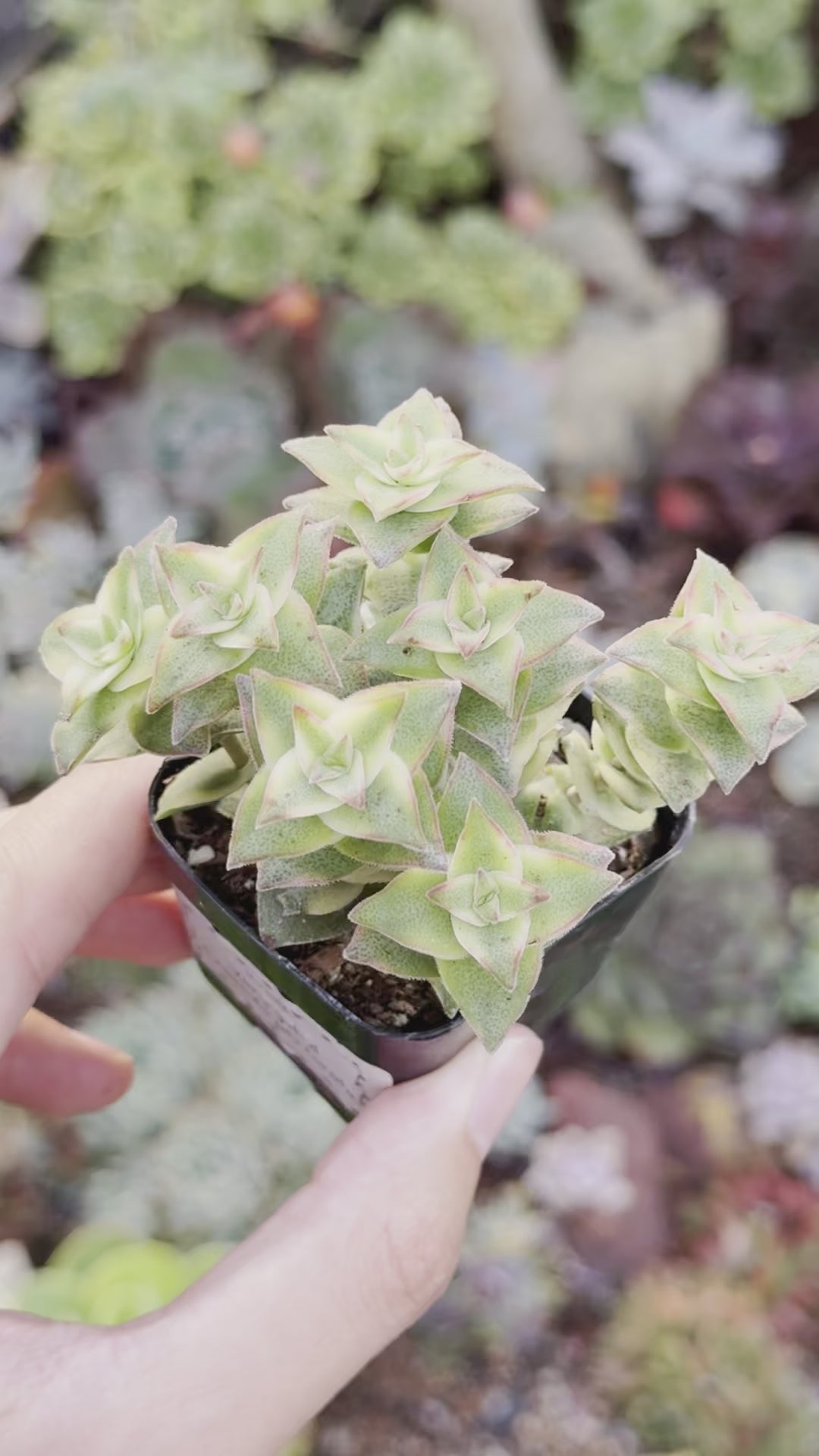 Variegated Crassula perforata Succulent Plant