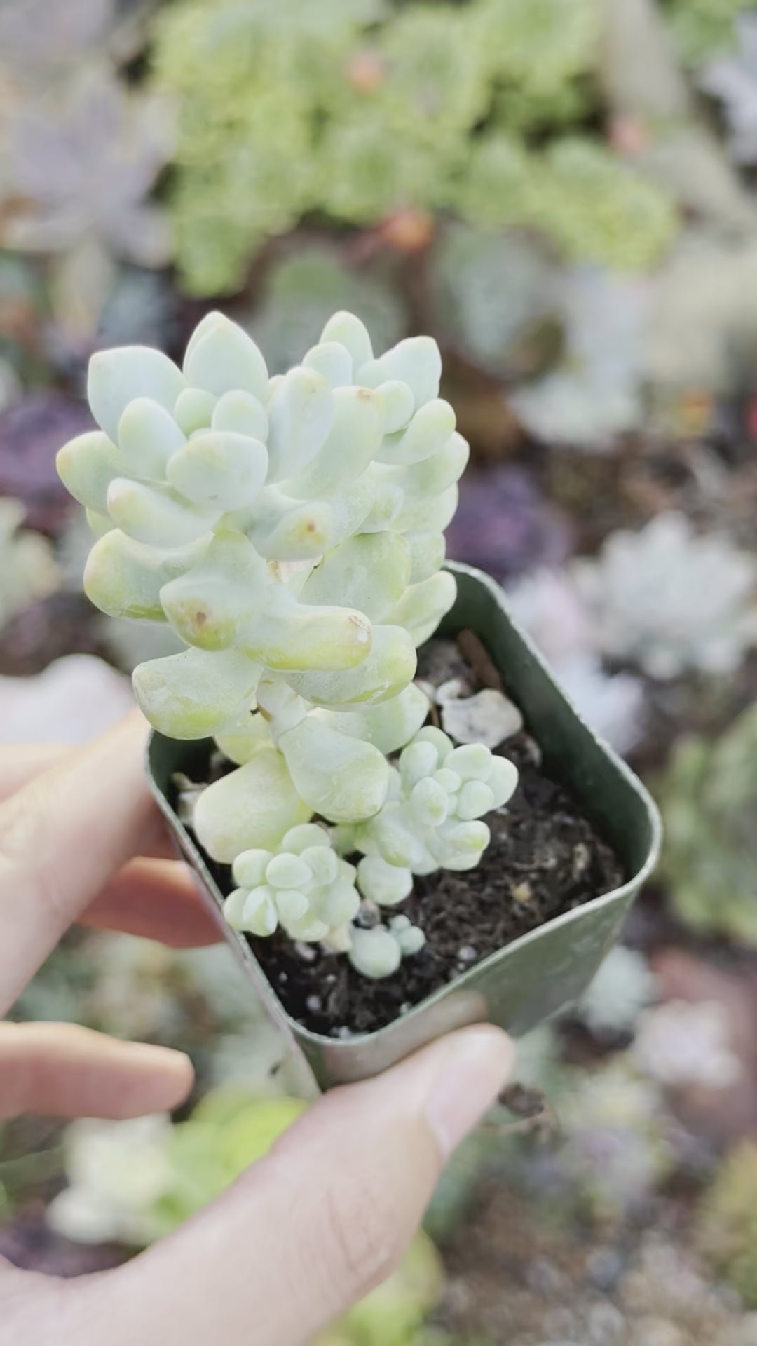 Sedum treleasei Succulent Plant