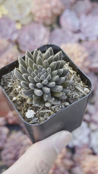 Sinocrassula yunnanensis Rare Succulent Plant