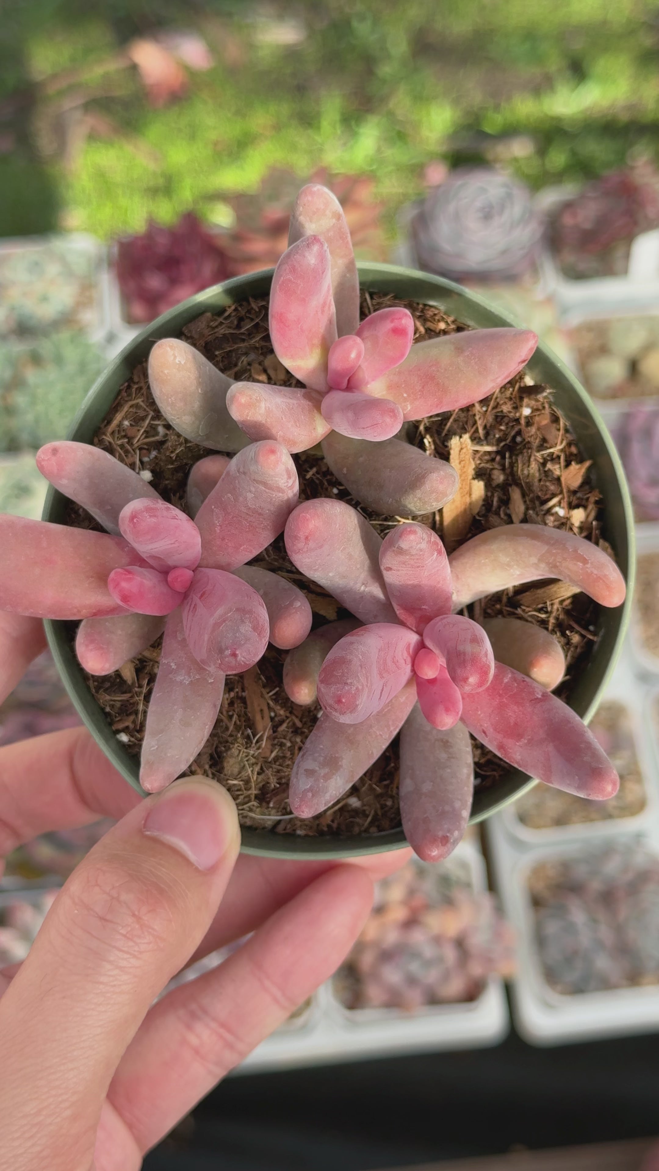 Pachysedum Ganzhou Succulent Plant