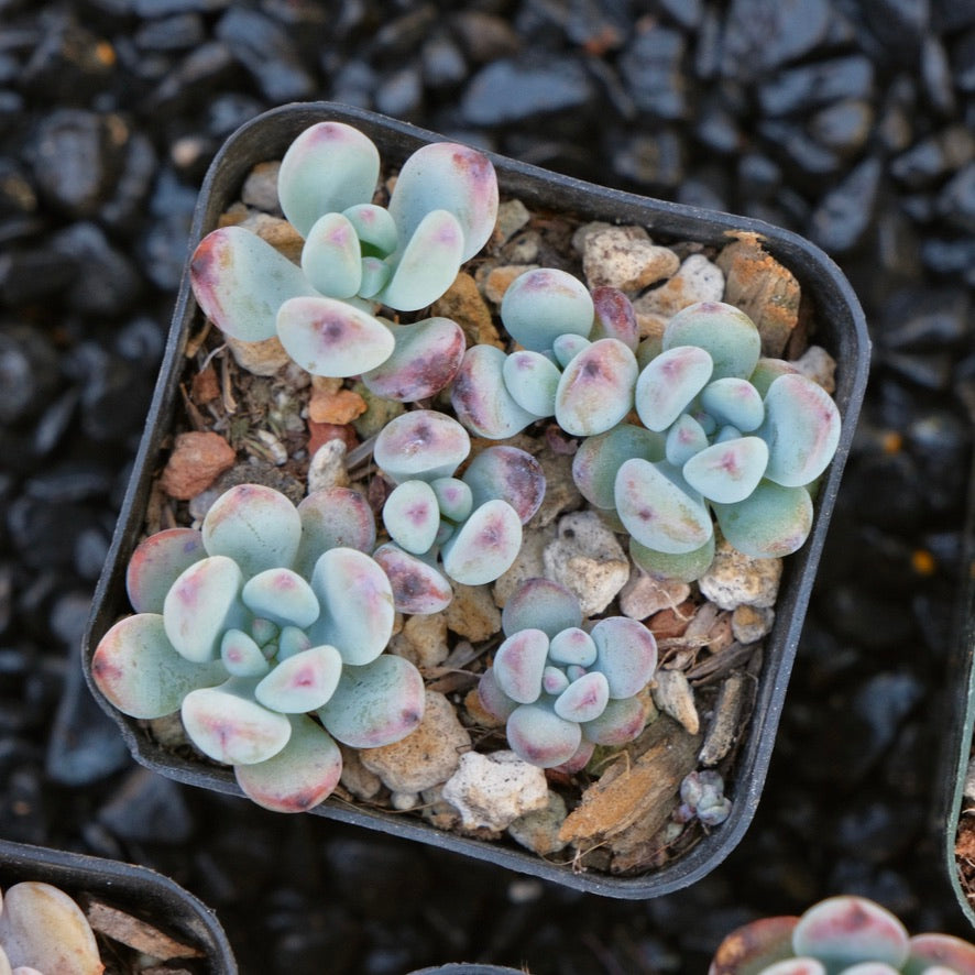 Sedum commixtum Korean Succulent Plant