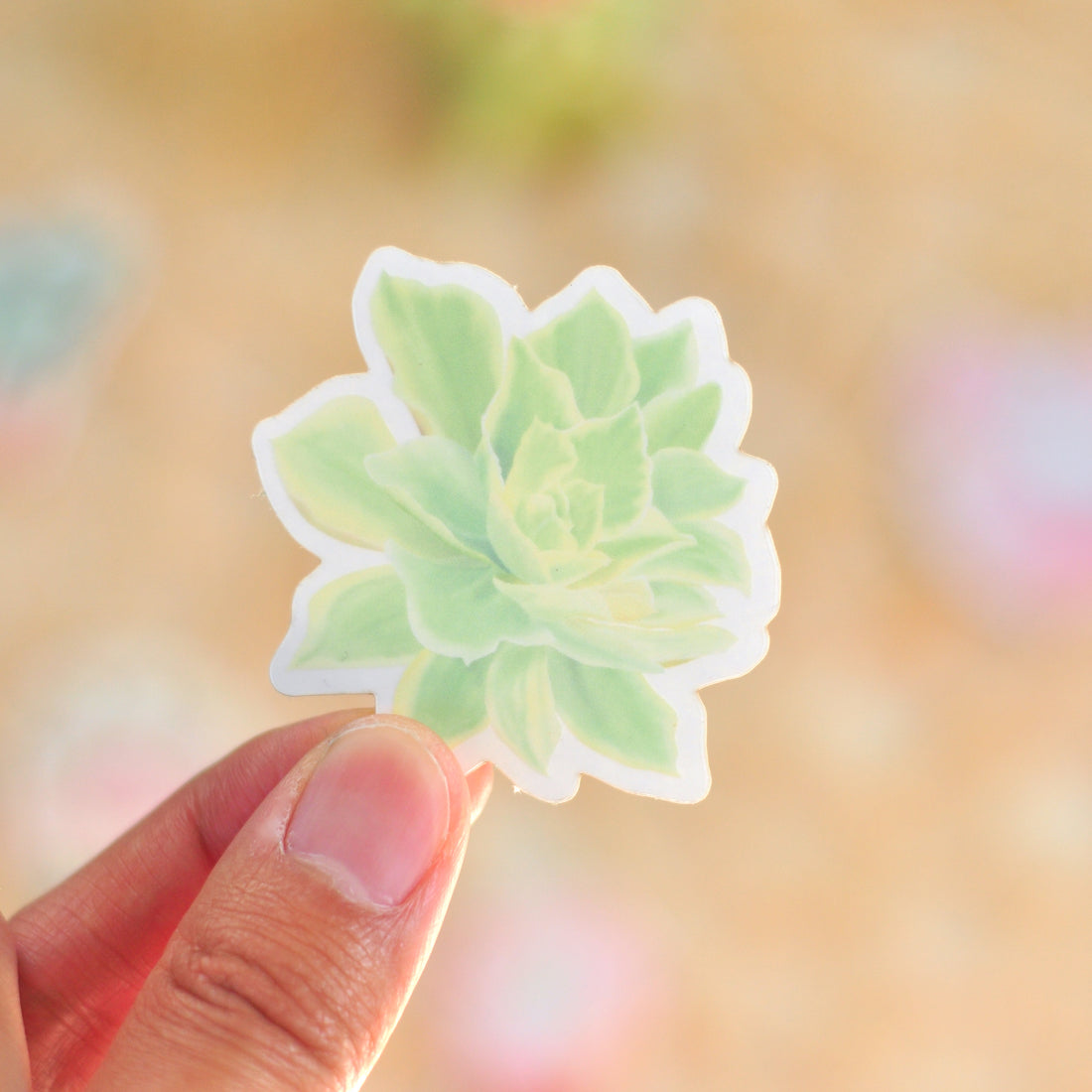 Echeveria Moon River Sticker - Clear Vinyl, Waterproof Succulent Sticker