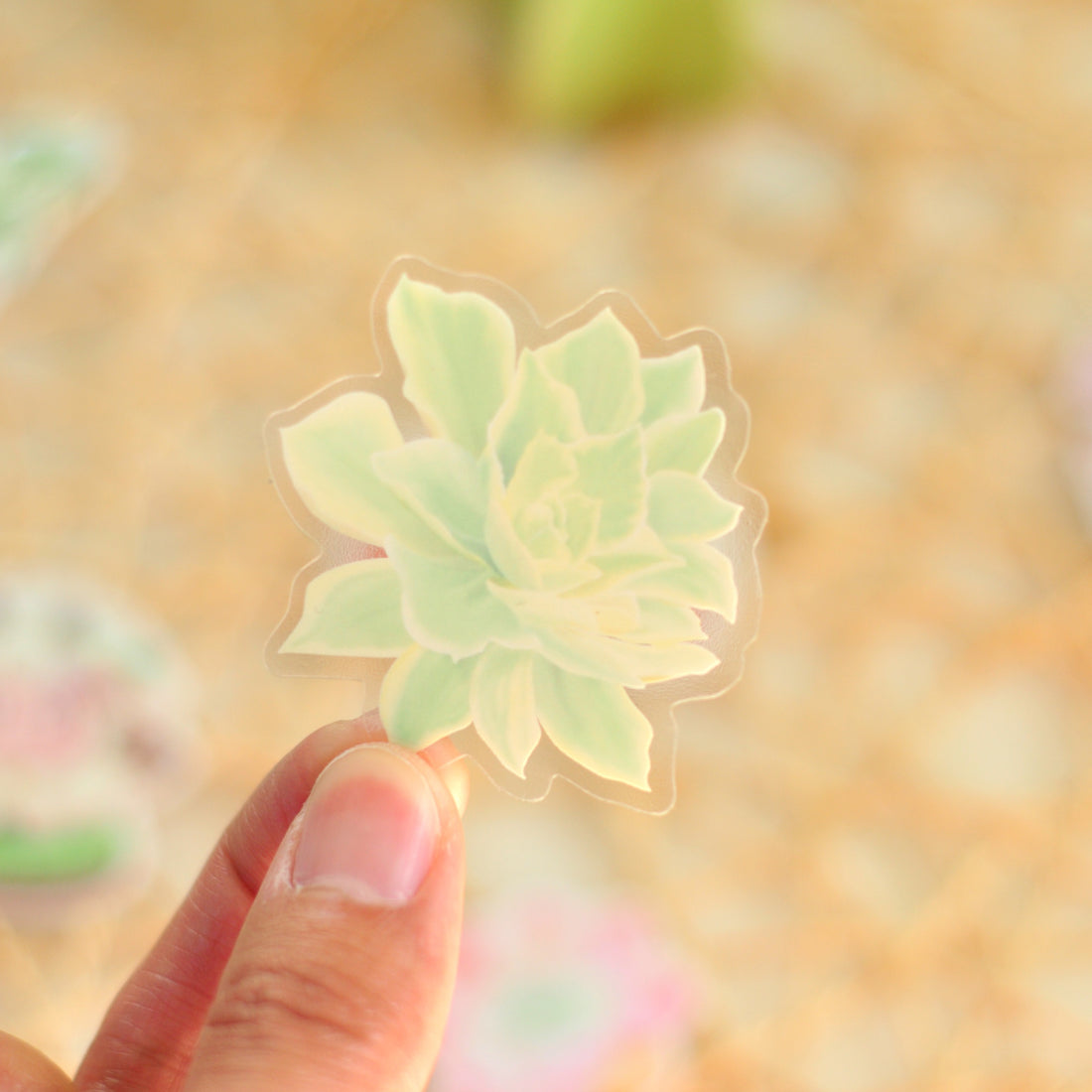 Echeveria Moon River Sticker - Clear Vinyl, Waterproof Succulent Sticker