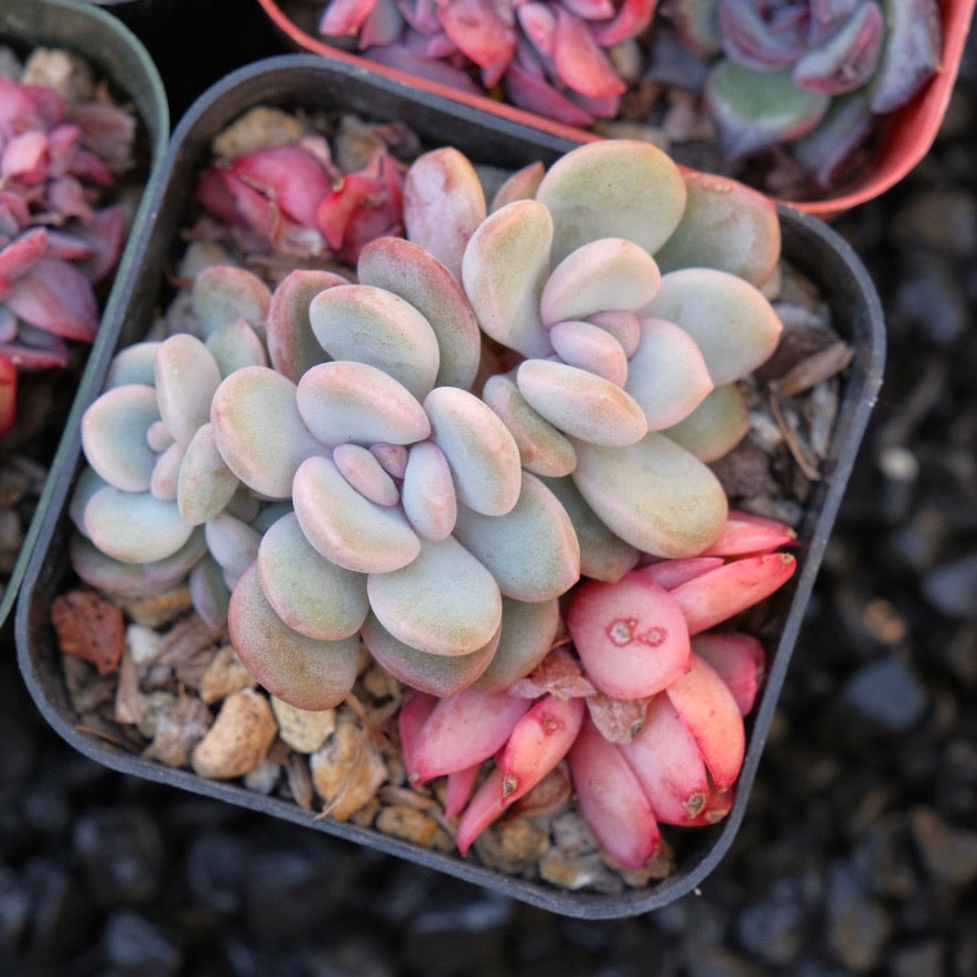 Korean succulent bb pot Succulent Plant