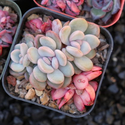 Korean succulent bb pot Succulent Plant